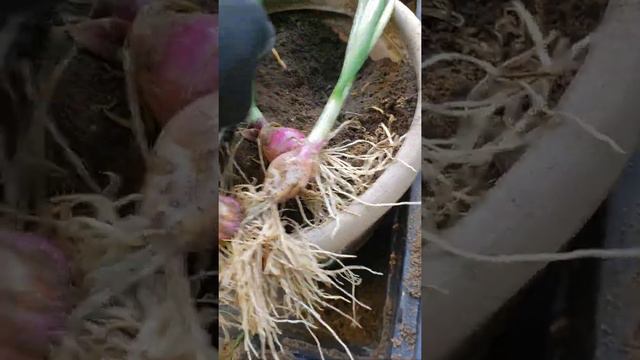UPDATED Video on Red/White onion shoots now beginning to BOLT! 💪🏿😁 смотреть онлайн