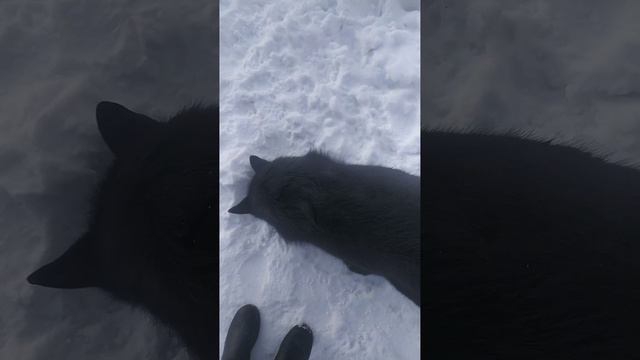 ВЕО восточно европейская овчарка черная 2023-02-18 17-09-48 смотреть онлайн