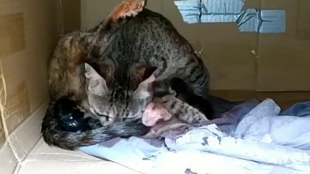 Наша кошка рожает ? котенка смотреть онлайн