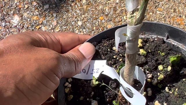 Sunrise Lime GRAFTING - Did it work? 2 weeks later UPDATE смотреть онлайн