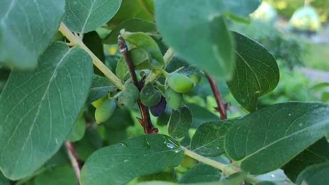 ДАЧА 12.06.-14.06.21.Стрижка для спиреи..2 часть смотреть онлайн