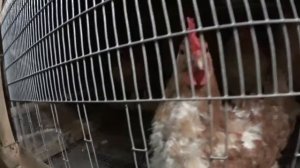 ЛИНЬКА У КУР НЕСУШЕК