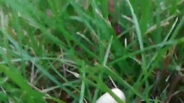 Conocybe Apala смотреть онлайн