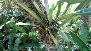 Happy palm-mounted Cattleya roots