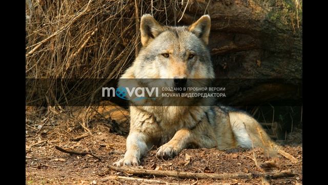 как собака искала друга -сказка смотреть онлайн