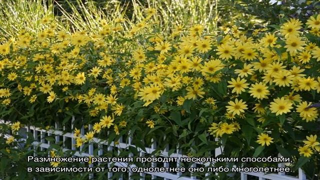 Гелиопсис пестролистный(Heliopsis Helianthoides)