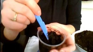 Сеем Душистый горошек. СЕКРЕТЫ здоровой рассады