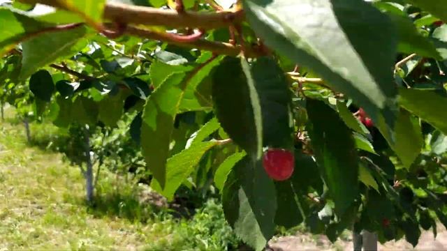 вишня "Дебрецені-Бетермо" смотреть онлайн