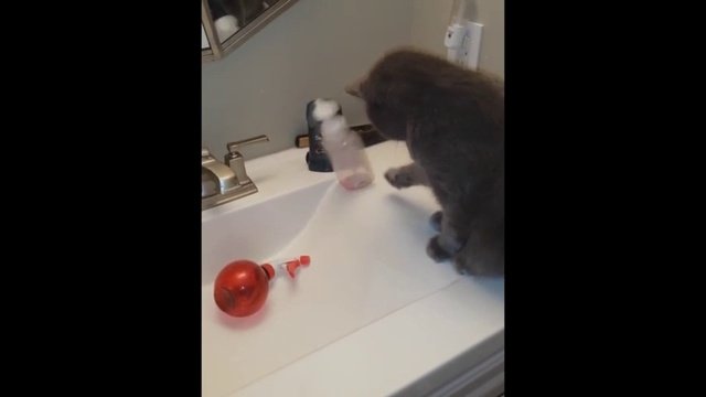 Кот- экспериментатор