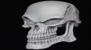 скелет улыбается под музыку из "мега мозг" (sound effect)