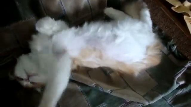 Бело-рыжая Мася играет смотреть онлайн