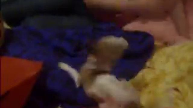 whisky se volvio lok!!! смотреть онлайн