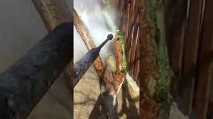 Чистим кору дерева