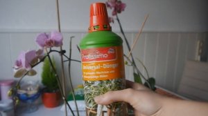 Орхидея уход I Пересадка орхидеи I Как правильно ухаживать I Фаленопсис