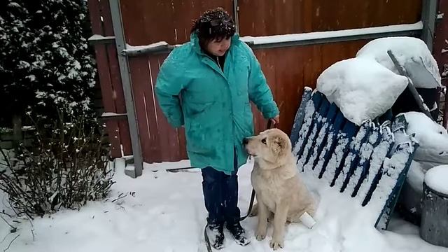 АЛАБАЙ ДЕВОЧКА РАХАТ 7 МЕС.ДРЕССИРОВШИК ЭЛЬМИРА смотреть онлайн