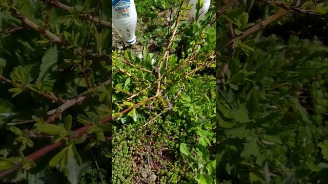 Экстримальная стрижка ивы Хакуро-нишики ей к лицу. #ива #прут #лоза #стрижкаивы