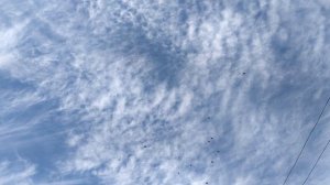 Голуби Мариуполя которых больше нет.