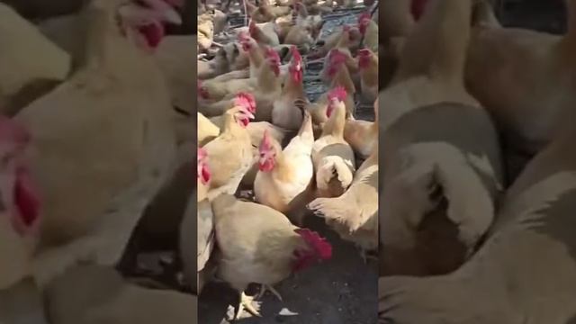 A Sea of Chickens