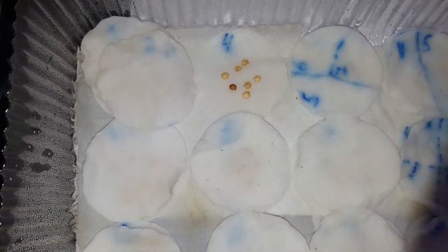 Рассада томатов на 9й день после высадки семян смотреть онлайн