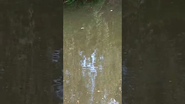 домашний пруд, дачное озеро, жить самому на даче.. рыба пережила зиму, теперь кушать и метать икру?