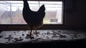 Обустройство курятника.Курочкам в нем очень комфортно!!!