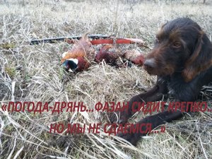 «ПОГОДА-ДРЯНЬ…ФАЗАН СИДИТ КРЕПКО…НО МЫ НЕ СДАЕМСЯ…»