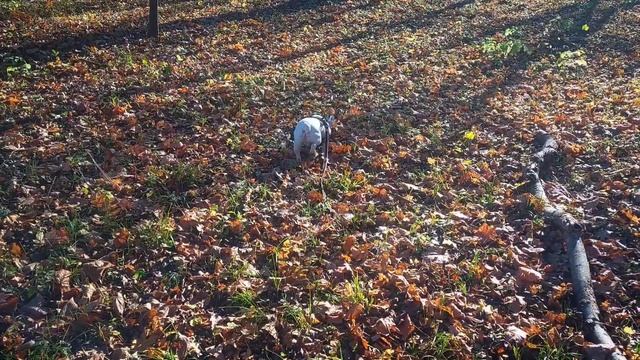 Ессентуки прогулка ? ?? в парке 26.11.2023 смотреть онлайн