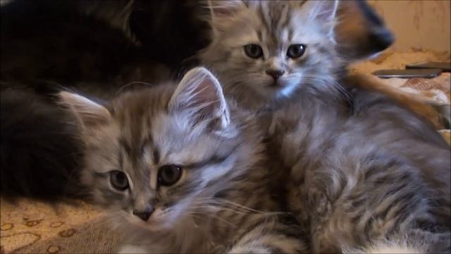 О моих птицах. + Что стало с яйцом?