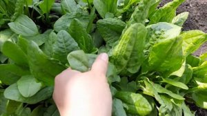 #купили дачу УБОРКА НА ДАЧЕ\\ПРОБЛЕМА С ПОЛАМИ