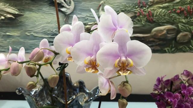 Эстафета!!!Три самых дорогие Орхидеи!!! смотреть онлайн