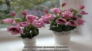 Цветы как розы, но не розы — как называются