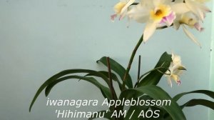 iwanagara appleblossom обзор.