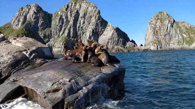 Лежбище сивучей на мысе Кекурном.