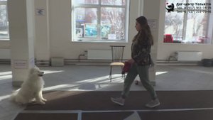 Дружкова Юлия и самоед Чандра. Занятие по дрессировке (УГС): подготовка к сдаче испытаний. Тольятти.