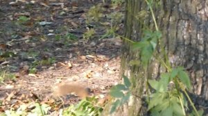 Белка, Экшон, Тест Panasonic DMC-TZ35