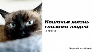 Кошачья жизнь глазами людей — 16 СЕРИЯ