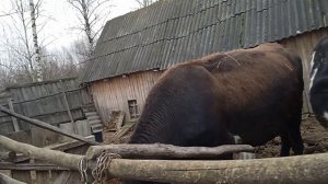 Как же запустить корову????