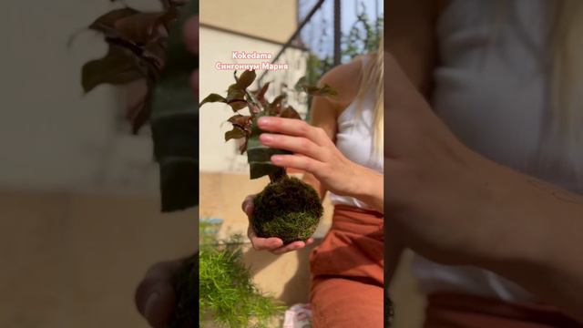 Сингониум Мария в японской технике Kokedama