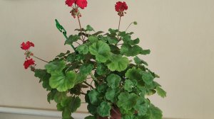 Что нужно сделать, чтобы не желтели листья на пеларгонии