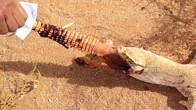 Варан проглотил громадного шипохвоста! смотреть онлайн