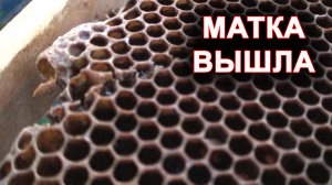 Выход матки.