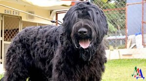 Собака Сталина или вредность ещё никто не отменял