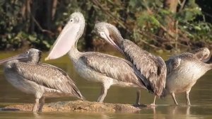 50. Сура КАФ
КАФ