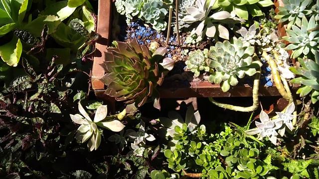 #suculentas de fácil brotaçao dicas parte 2... смотреть онлайн