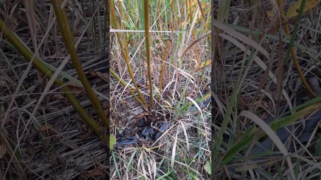 Сотовая ива 2 год и 1 год часть 1 #лозоплетение #плетение #плетениекорзинназаказ смотреть онлайн