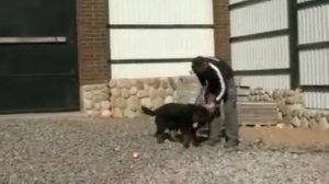 дресировка ротвейлера