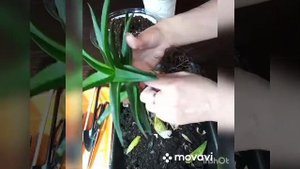 Как пересадить алоэ, отделить и укоренить его деток #алоэ#домашниецветы#комнатныецветы#уходзацветам