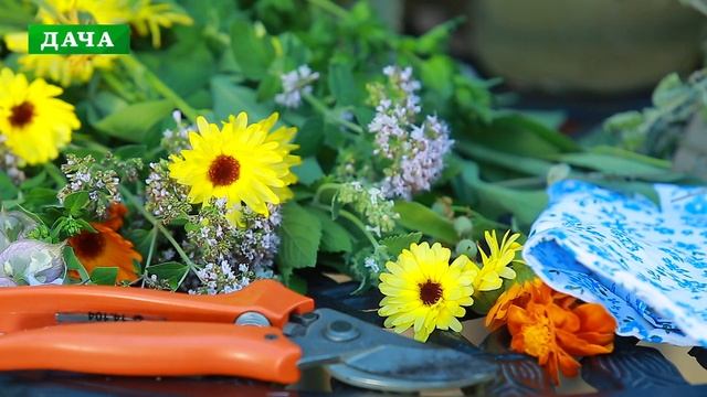 Заготовка ЛЕКАРСТВЕННЫХ ТРАВ - как правильно собирать, сушить и хранить. смотреть онлайн