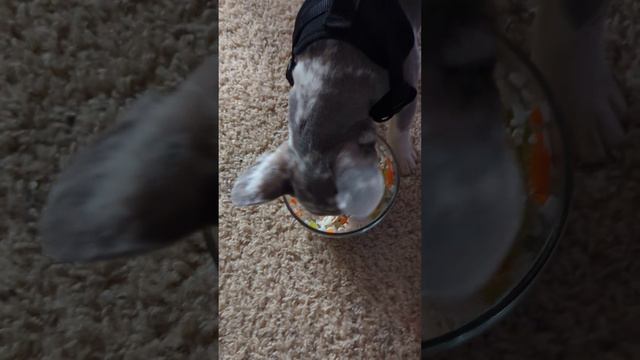 Ghost The Frenchie Eating Chicken noodle soup