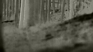 ????Бои под Кременной: Снайпер группировки "?️" поразил украинского боевика